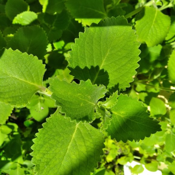 Puerto Rican Oregano - Picture 5 of 6